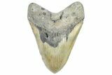 Fossil Megalodon Tooth - North Carolina #363752-1